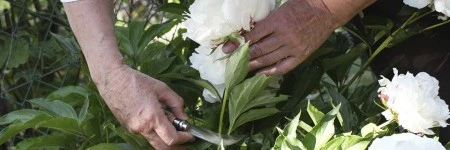 Нож садовый Opinel №10 с изогнутым лезвием 113110