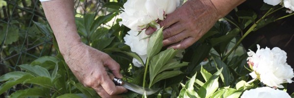 Нож садовый Opinel №10, нержавеющая сталь, с изогнутым лезвием, блистер, 000657